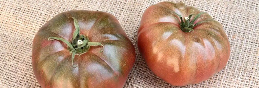 Les tomates noires