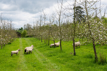 agroforesterie